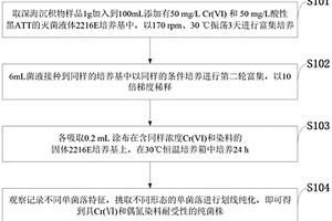 具有六價鉻去除和脫色的不動桿菌、分離純化方法及應用