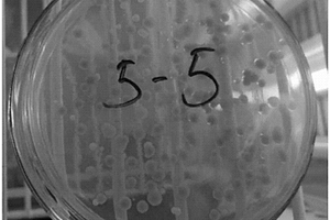 假單胞菌XD-3及其應用以及微生物絮凝劑