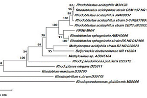 Rhodoblastus sphagnicola耦合復合菌劑及其應用