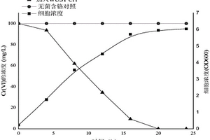 一株耐抗生素的六價鉻還原菌及其應用