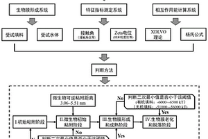 精準識別生物膜初始粘附距離和形成階段的系統及方法