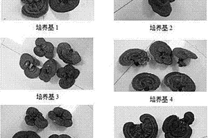 靈芝固體栽培培養基及脈絡寧注射液生產廢棄物在靈芝栽培中的應用