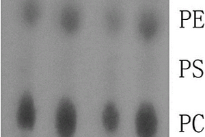 从虾头中提取高纯度ω-3多不饱和脂肪酸磷脂的方法