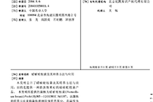 蜡蚧轮枝菌及其培养方法与应用
