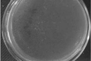 防污涂料用抗菌填料及其制備方法與應用