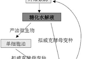 一種利用木質纖維素材料發酵生產槐糖脂的方法