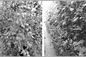 設施農業專用的抗重茬復合土壤改良劑