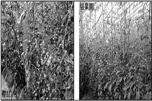 設施農業專用的鹽堿土壤改良劑