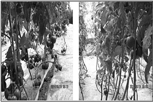 設施農業專用的粘質土壤改良劑