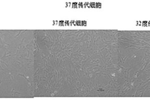 間充質干細胞分泌提取物的用途、間充質干細胞分泌提取物及其制備方法