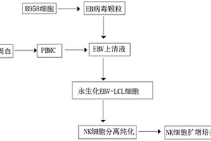 基于外周血的NK細胞體外培養方法
