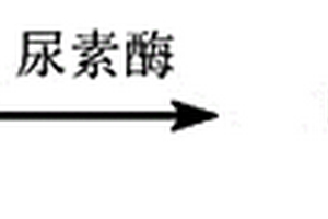基于GC-MS與酶化學法結合測定生物樣本中尿素含量的方法