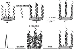 以多糖作為信號放大媒介體的核酸電化學生物分析方法