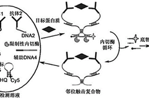 基于鄰位觸擊效應的均相化學發光免疫分析方法