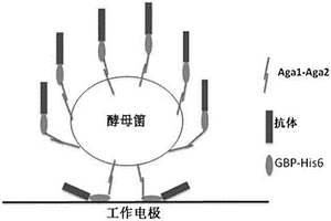 免疫電化學分析儀