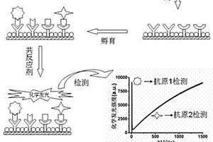 基于時間分辨化學發光的多元免疫分析方法