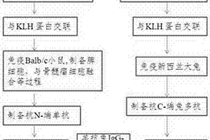 雙抗體夾心化學發光免疫分析方法