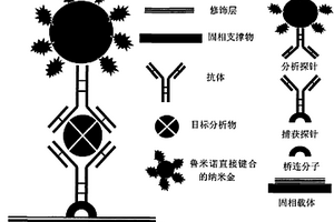 魯米諾直接鍵合的納米金在免疫分析中的應用