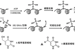 細胞內5-醛基尿嘧啶的可視化分析方法及系統