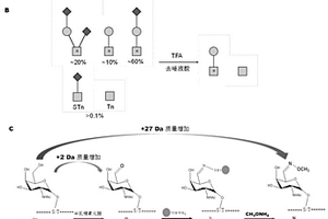 基于化學酶促的人血清O糖基化鑒定方法