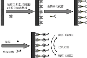 基于鏈霉親和素功能化半導體納米材料的腫瘤標志物電化學免疫傳感器及其制備方法