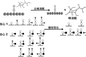 基于化學反應簡化的O-GalNAc糖基化肽段鑒定方法