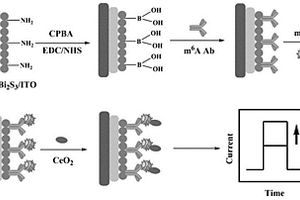 基于硫化鉍-溴化銀異質結的光電化學傳感器檢測m<Sup>6</Sup>A的方法