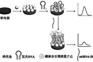 用于檢測miRNA-20a的硼摻雜石墨烯量子點電化學發光傳感器的制備及其應用