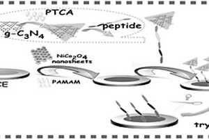 基于NiCo<sub>2</sub>O<sub>4</sub>納米片狀材料及肽鏈切割效應的胰蛋白酶電化學傳感平臺的構建