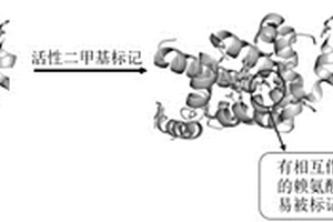 基于化學標記和質譜的蛋白與材料相互作用結構分析方法