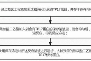 TP17蛋白的化學修飾方法及其產物的應用