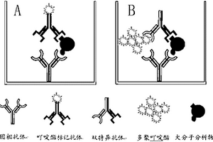 雙抗體夾心型化學發光標記免疫分析方法