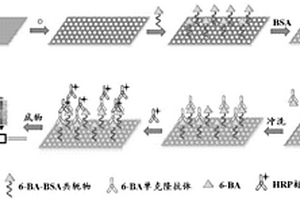 檢測細胞分裂素6-BA的化學發光免疫傳感器的制備方法及其分析方法
