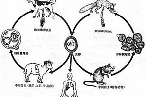 基于化學發光免疫分析技術的檢測包蟲病抗體的試劑盒及其制備方法、使用方法