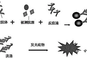 髓過氧化物酶定量檢測的化學發光免疫分析方法