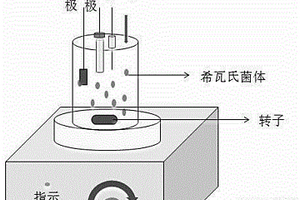 維生素B2的生物電化學檢測方法