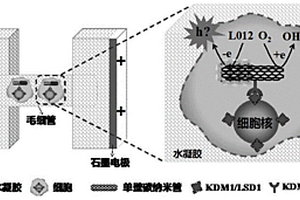 單細胞內抗原的無線電化學可視化分析方法