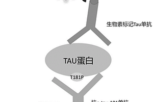 用于磷酸化tau181蛋白光激化學發光均相免疫檢測試劑盒及其檢測方法和應用