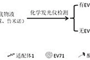 EV71單鏈DNA適配體及利用雙適配體檢測腸道病毒71型的化學發光檢測試劑盒