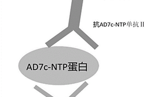 用于神經元絲狀蛋白磁微?；瘜W發光免疫檢測試劑盒及其檢測方法