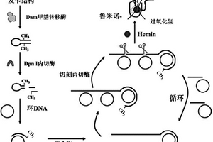 基于化学发光反应的甲基化酶检测探针、检测试剂盒及检测方法