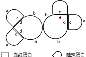 化學發光定量檢測糞便潛血的試劑及其檢測方法和其在檢測下消化道健康的用途