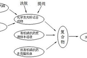 化學發光化學傳感器的制作及用于有機磷類農藥的檢測