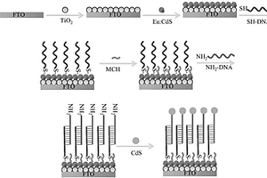 檢測MUC1粘蛋白的光電化學免疫傳感器及其制備方法和檢測方法