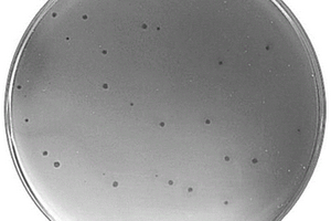 腸炎沙門氏菌噬菌體SEP37及其電化學阻抗譜傳感器和檢測方法