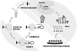 電化學檢測外泌體的方法