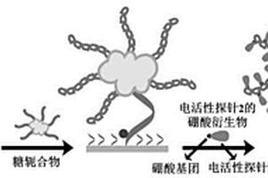 糖轭合物的比率型电化学检测方法