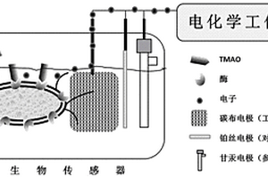 检测氧化三甲胺的全细胞生物电化学传感器