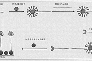 基于纳米/微米粒子放大信号的非PCR扩增的快速检测转基因产品的电化学发光方法