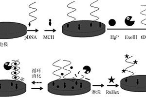 用于痕量汞離子檢測的酶基電化學生物傳感方法